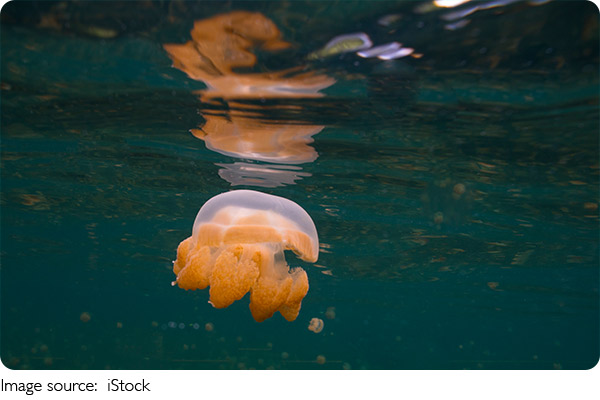 Respiração Aquática