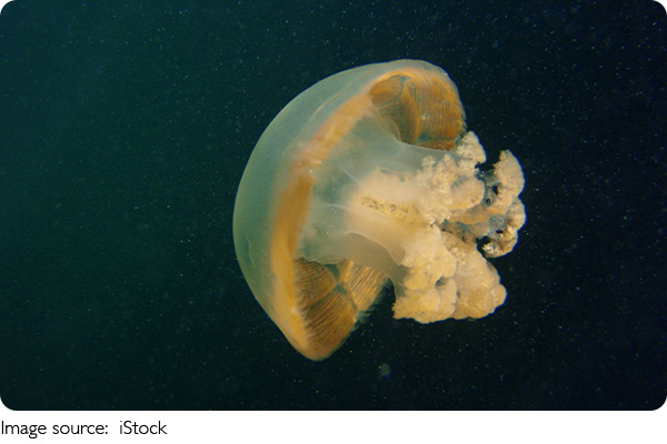 Facts About Jellyfish