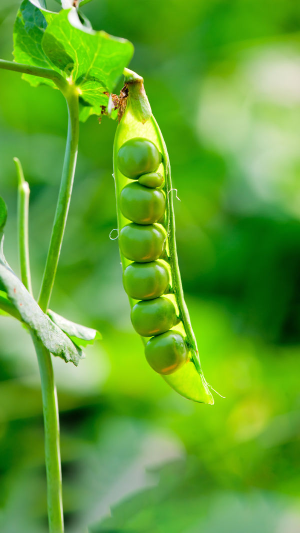 The Power of Peas
