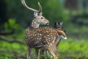 Spotlight on Spotted Deer