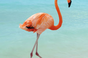 More Than Pink Feathers