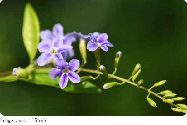 Plants Face Evolution Trap