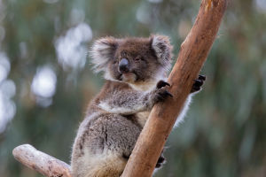 Tree-dwelling Mammal
