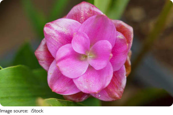 O poder secreto do cravo