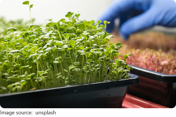 Rau họ cải hàng đầu