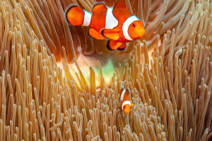 Clownfish But Not A Clown