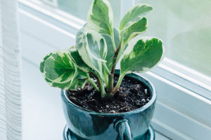 Impact of Potted Plants