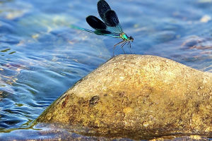 Dragonfly Wonders Revealed