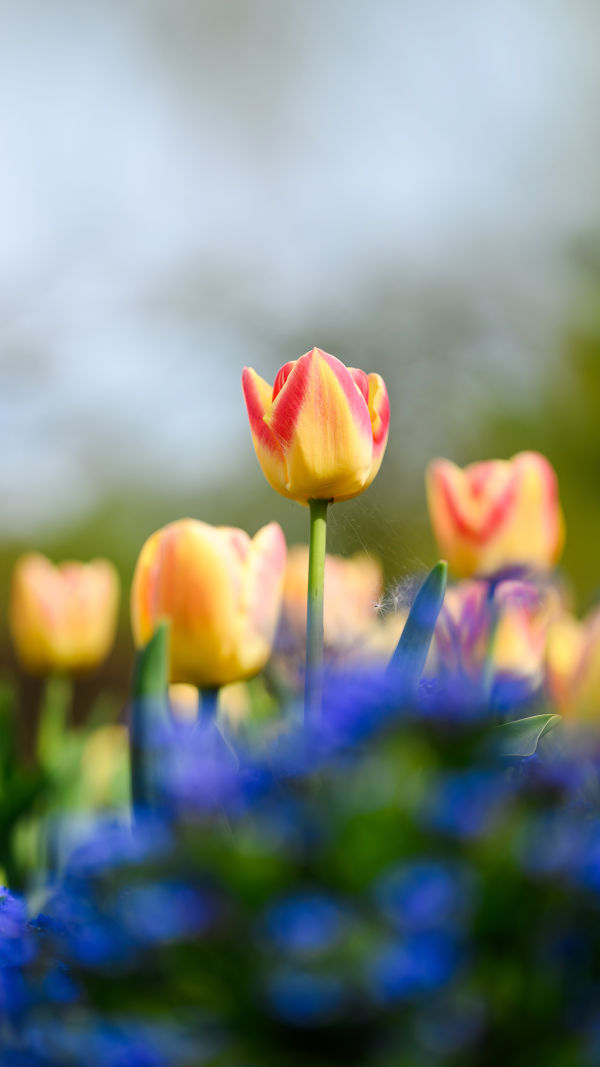 Tulip Mania: The Bubble