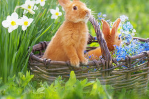 Rabbit Tail