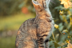 Ending Cat Conflicts