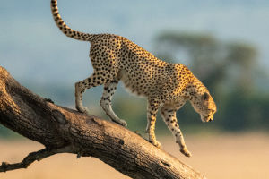 Fastest Land Animal