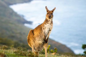 Fun Facts about Kangaroos