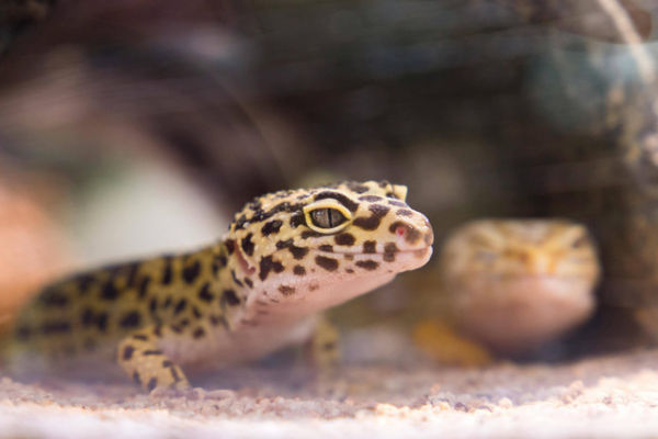 Ilustrasi Cara Merawat Gecko Umur 1 Bulan, Foto: Pexels/Jimmy Chan
