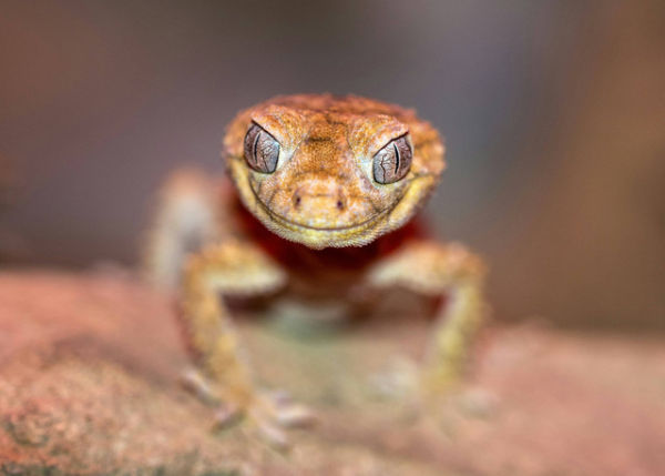 Ilustrasi Apakah Gecko Perlu Dijemur, Foto: Unsplash/David Clode