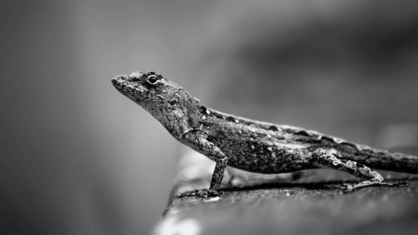 Ilustrasi Cara Menyembuhkan Leopard Gecko, Foto: Pexels/Ray Bilcliff