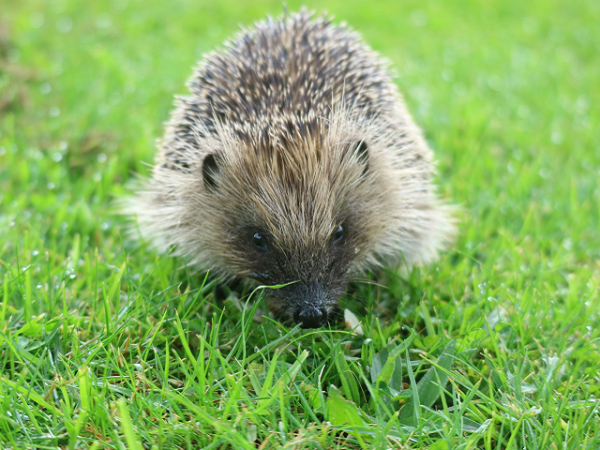 Ilustrasi apa fungsi rambut seperti duri pada landak.<div class=