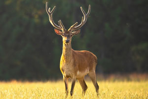 Sika Deer