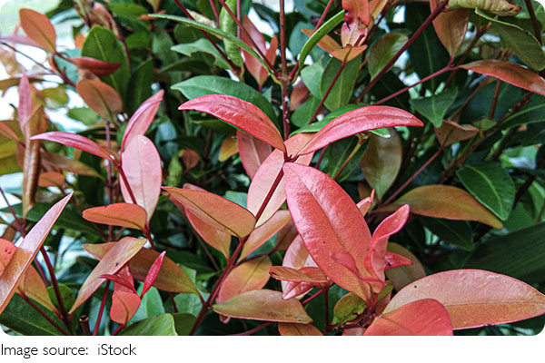 Plants' Hidden Clockwork