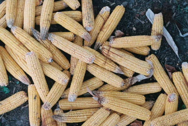 Ilustrasi Apakah Pupuk Organik Bisa untuk Jagung, Foto: Pexels/Nastya Korenkova
