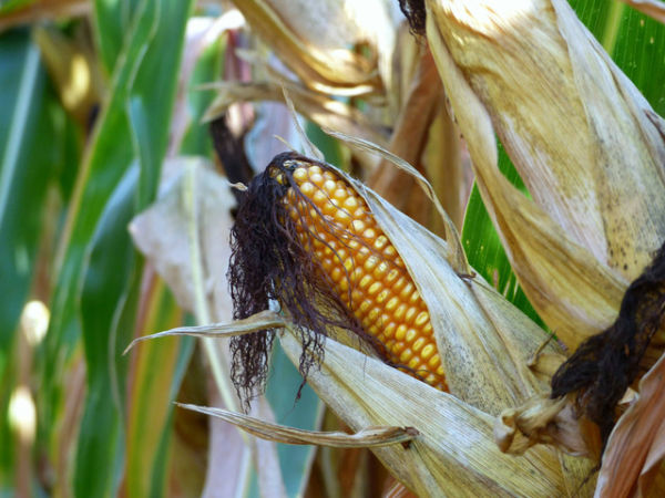 Ilustrasi Penyebab Tanaman Jagung Menguning, Unsplash/j_blueberry
