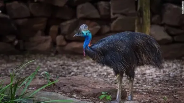 Burung kasuari