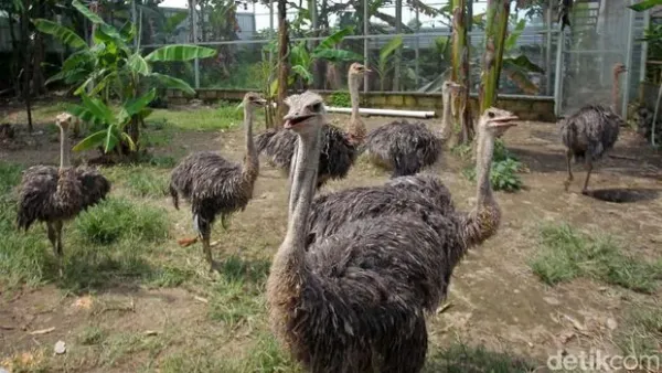 Mahasvin Farm di Sleman, Yogyakarta, adalah salah satu tempat penagkaran burung unta. Sepasang burung unta dijual dengan harga puluhan juta rupiah.