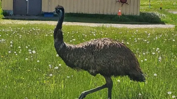 Burung Emu di bandara