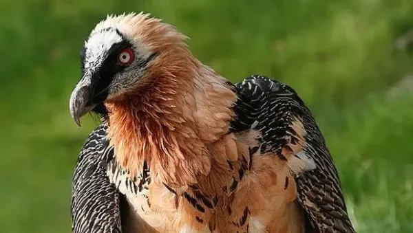 Burung Lammergeier atau Hering Berjanggut