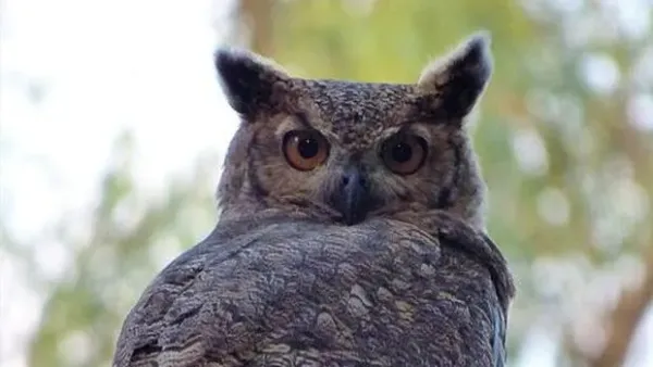 Burung Hantu Bertanduk Besar