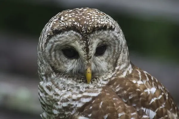 Burung Hantu Berpalang