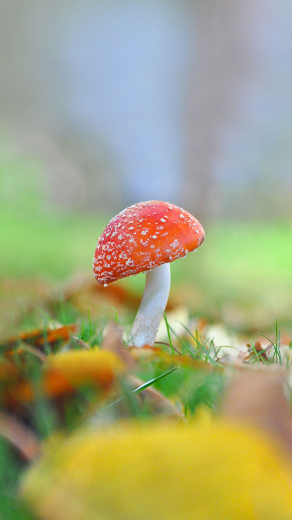 Mushroom Mysteries Unveiled