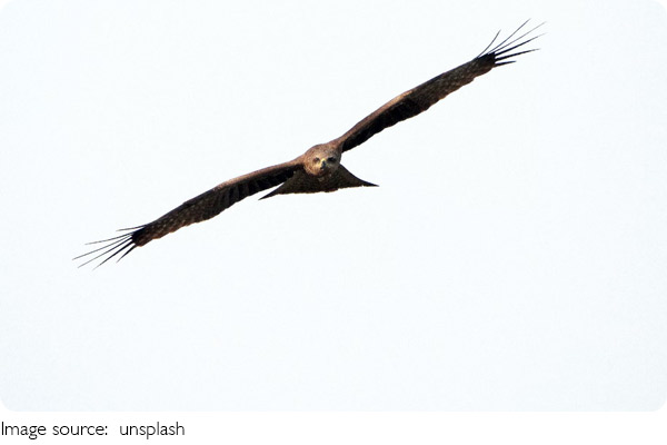 Falconry: Ancient Bond