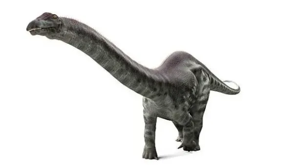 Apatosaurus.