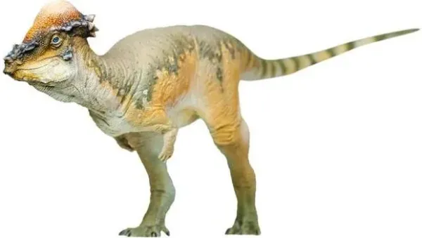 Pachycphalosaurus