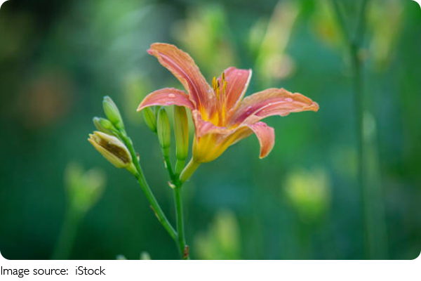 Fleurs du printemps