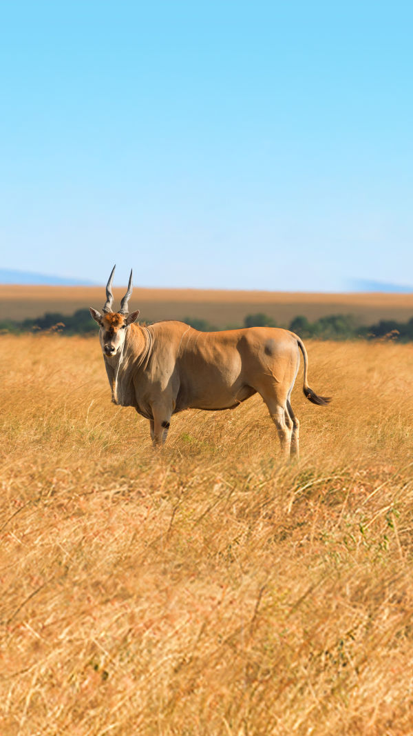The Majesty Oryx