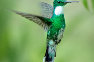 Hummingbird Attraction Tips