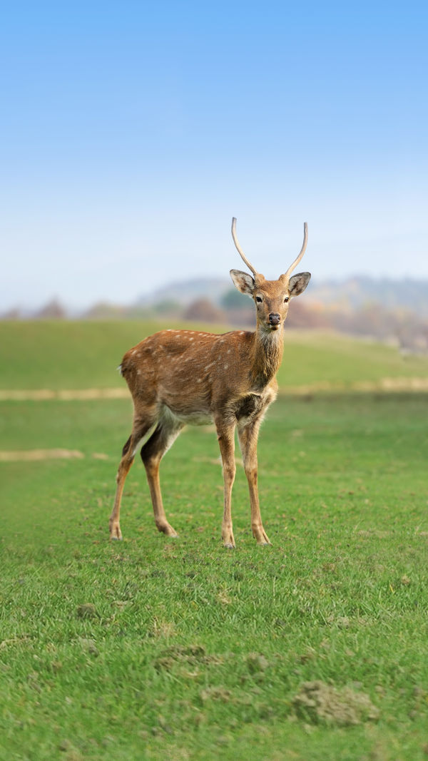 Amazing Reindeer Facts