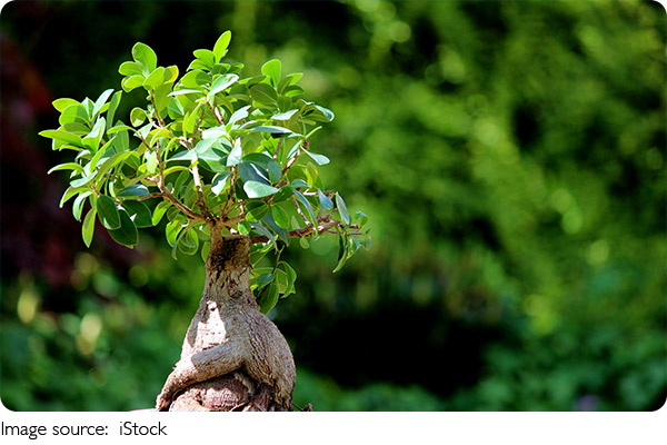 Plantas Resistentes