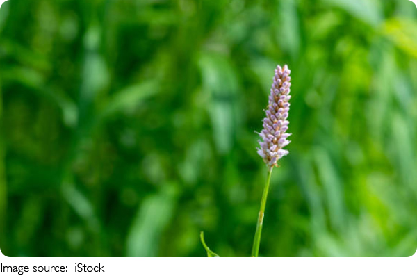 Plants Speak, Really!