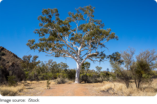 Dòng sông huyền diệu