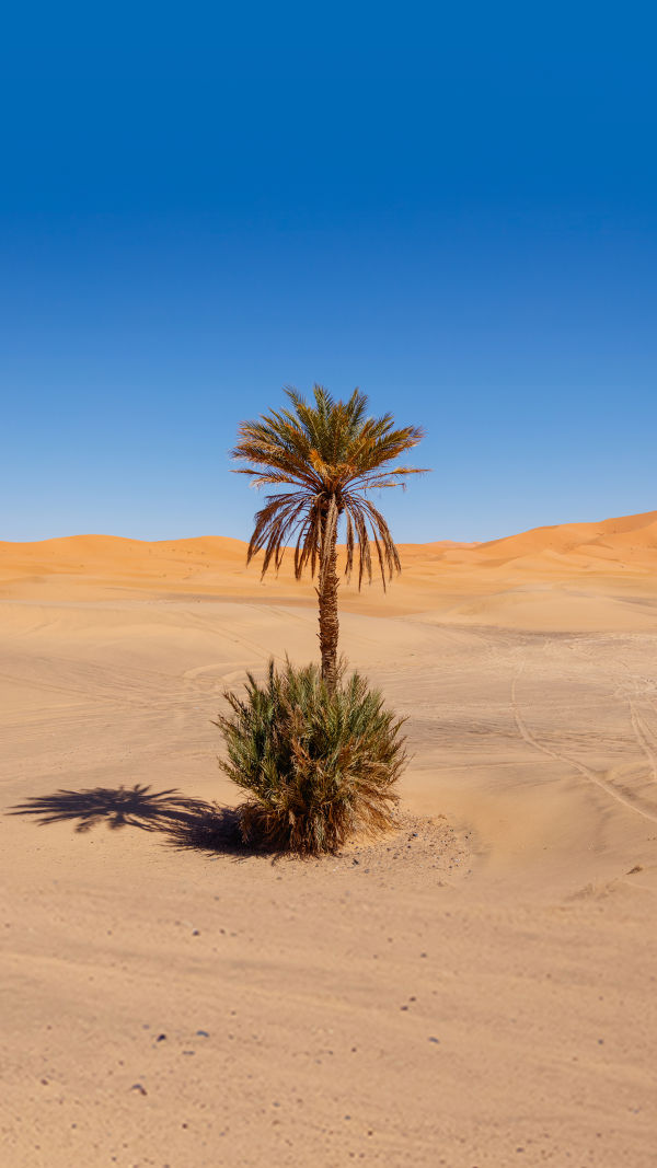 Oasis of Resilience