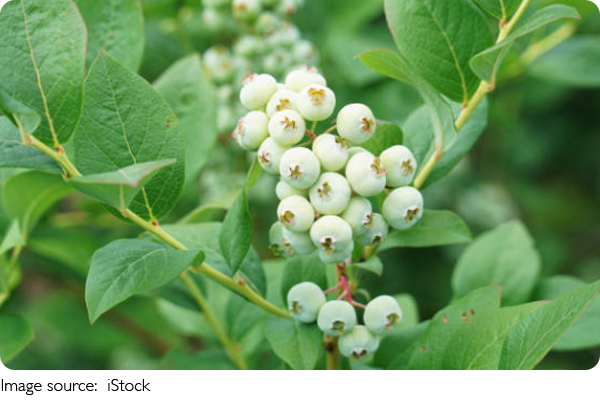 A Breakthrough for Berries