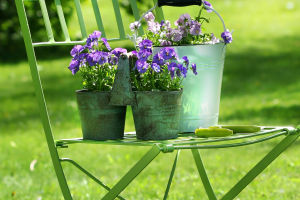 Potted Plant Guide