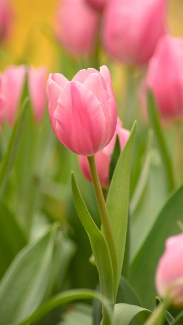 How to Grow Tulips