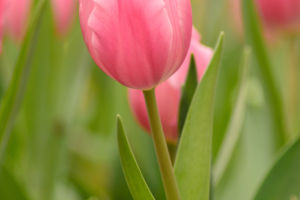 How to Grow Tulips