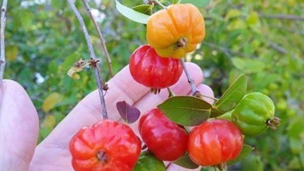 Buah Dewandaru atau Belimbing Londo