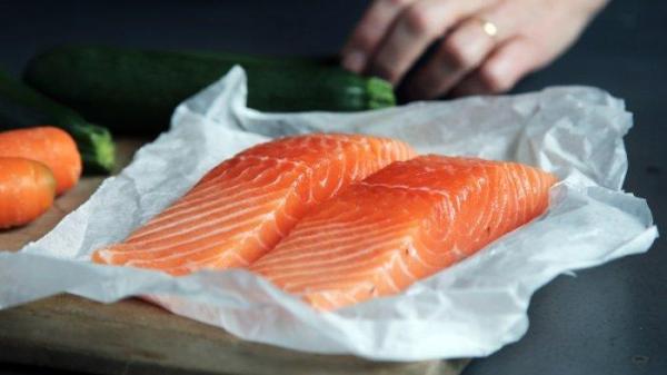 ilustrasi ikan salmon