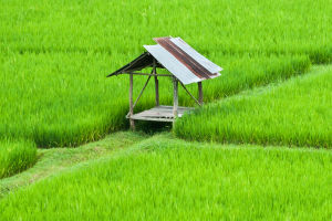 Fields of Dreams and Hope